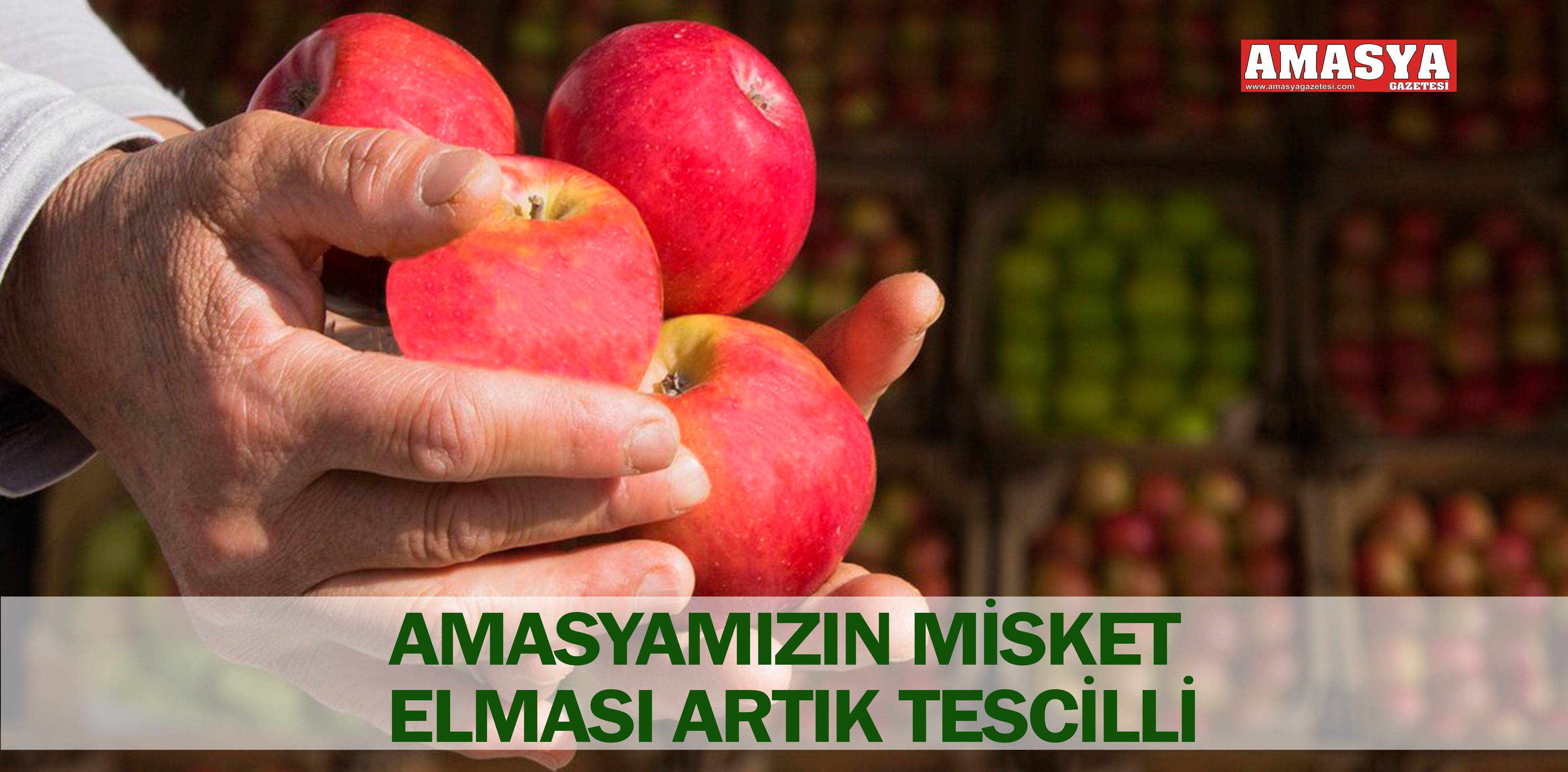 AMASYAMIZIN MİSKET ELMASI ARTIK TESCİLLİ