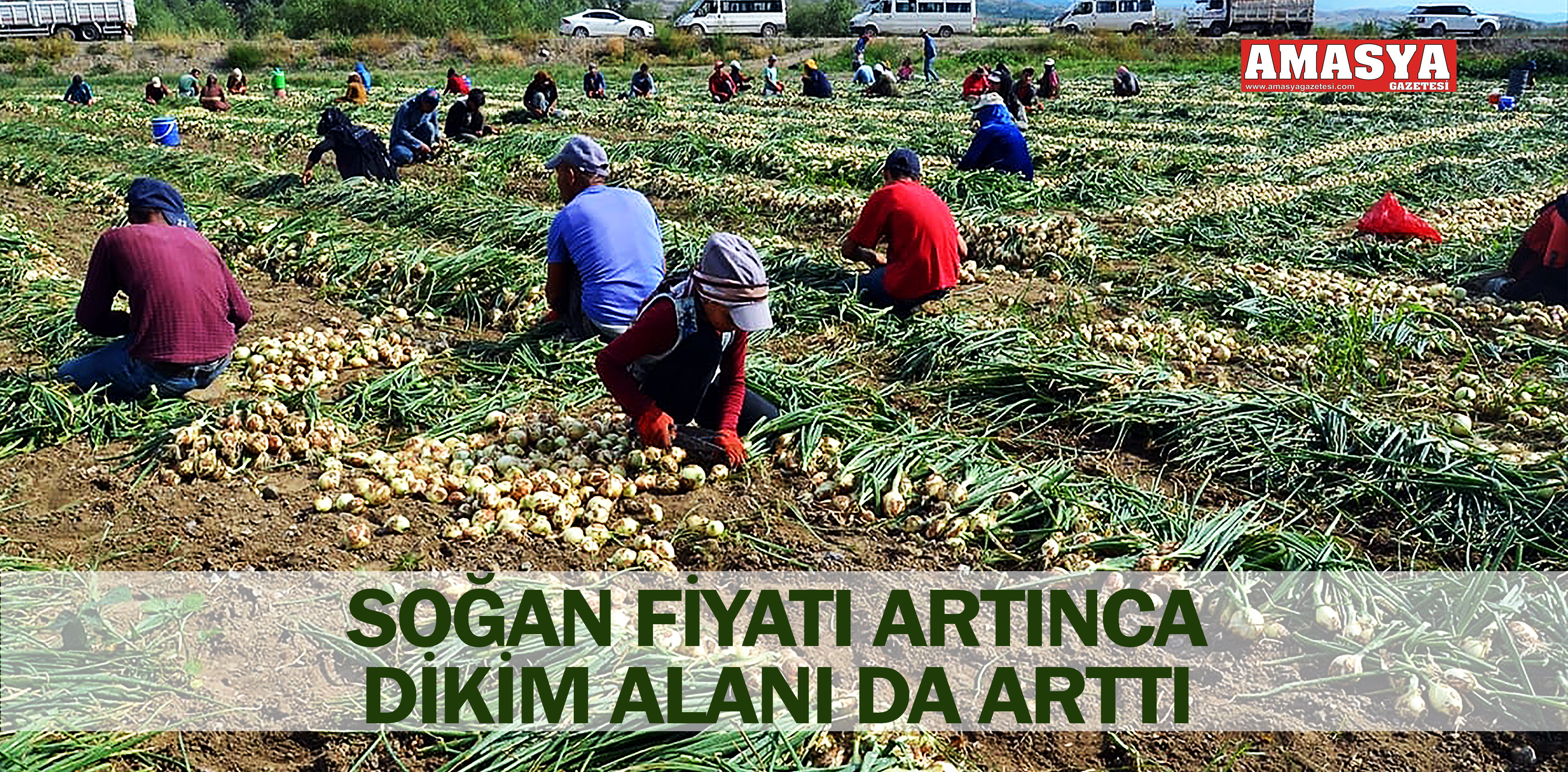 SOĞAN FİYATI ARTINCA DİKİM ALANI DA ARTTI