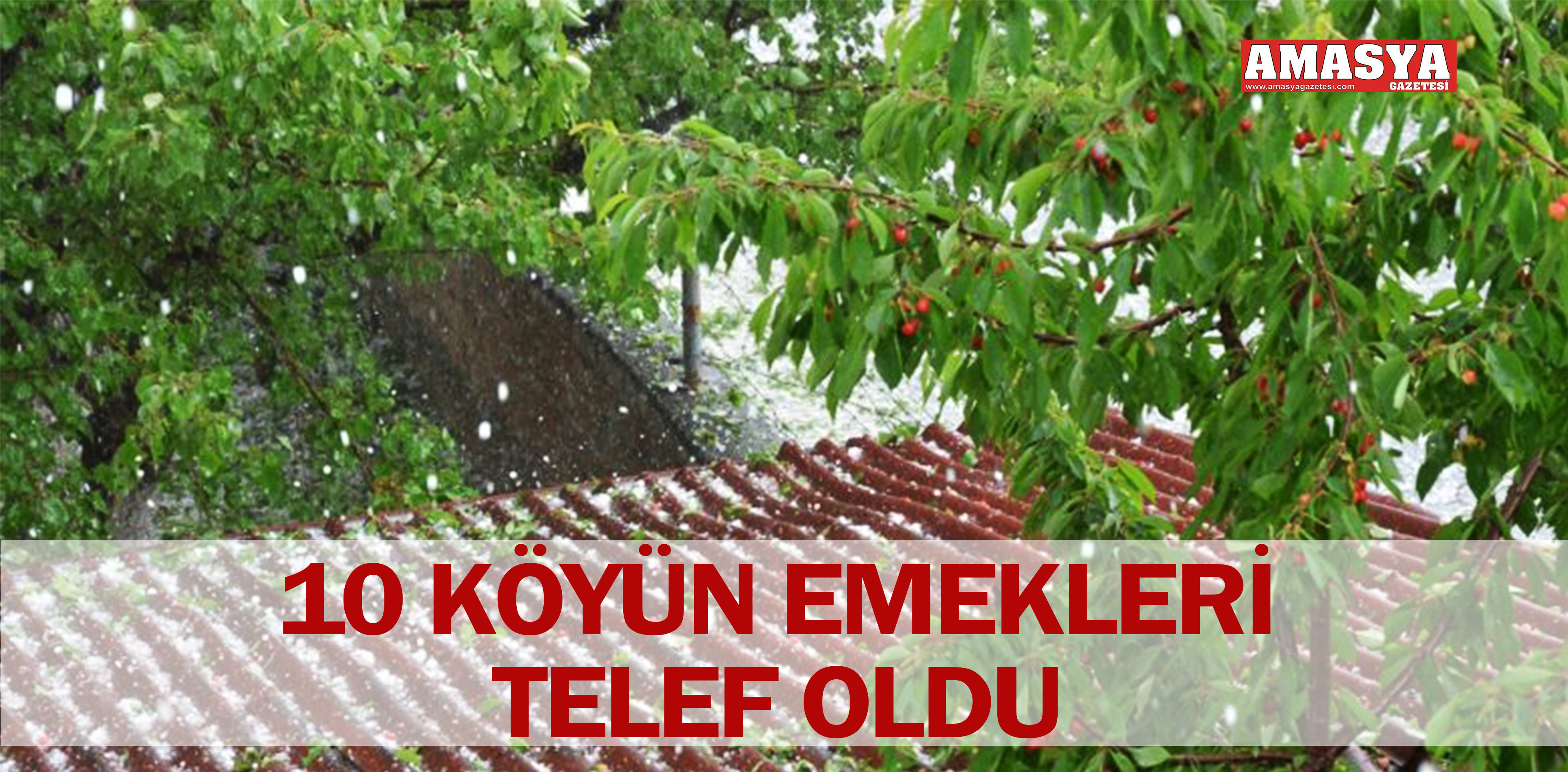 10 KÖYÜN EMEKLERİ TELEF OLDU