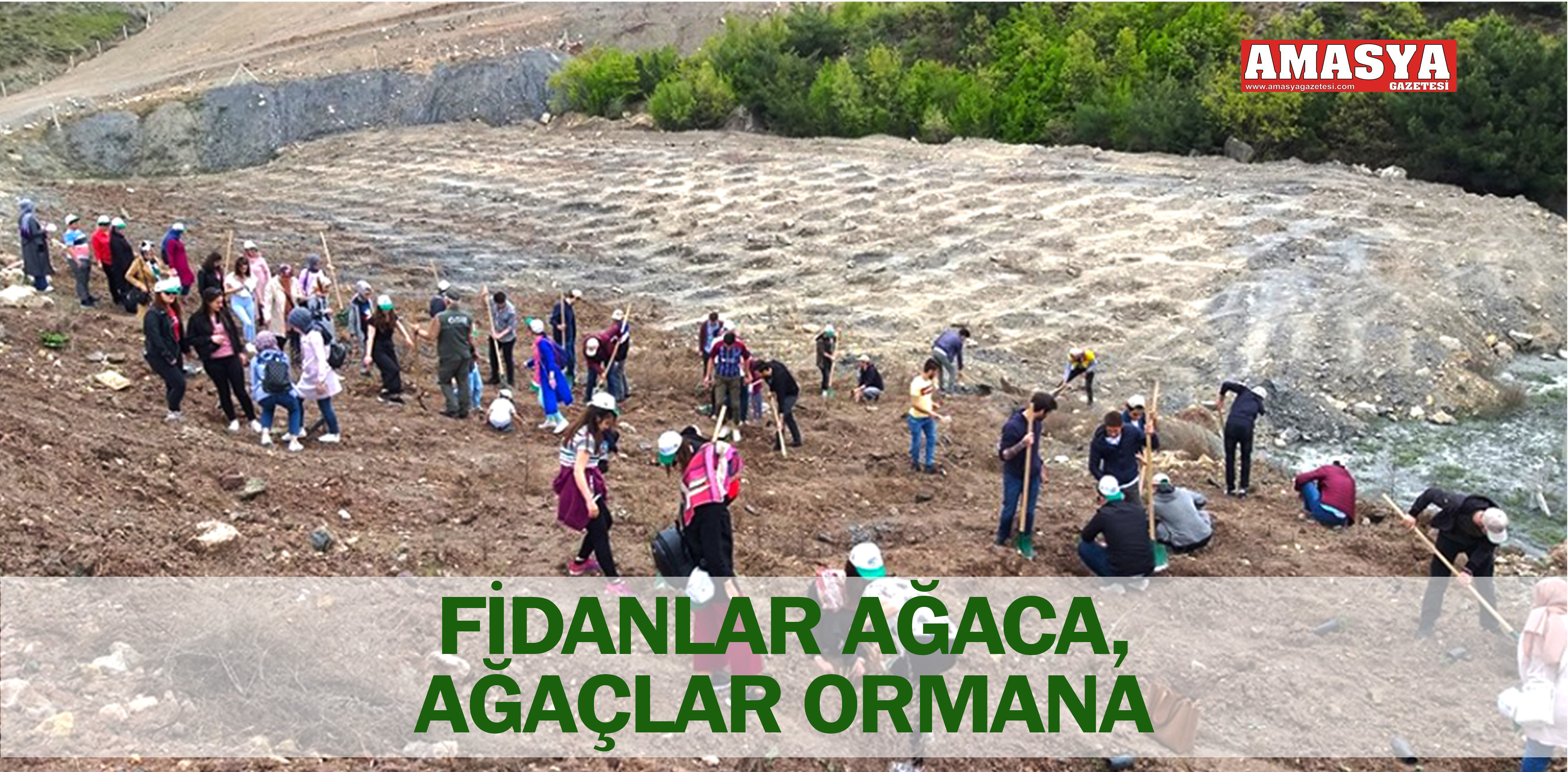 FİDANLAR AĞACA, AĞAÇLAR ORMANA