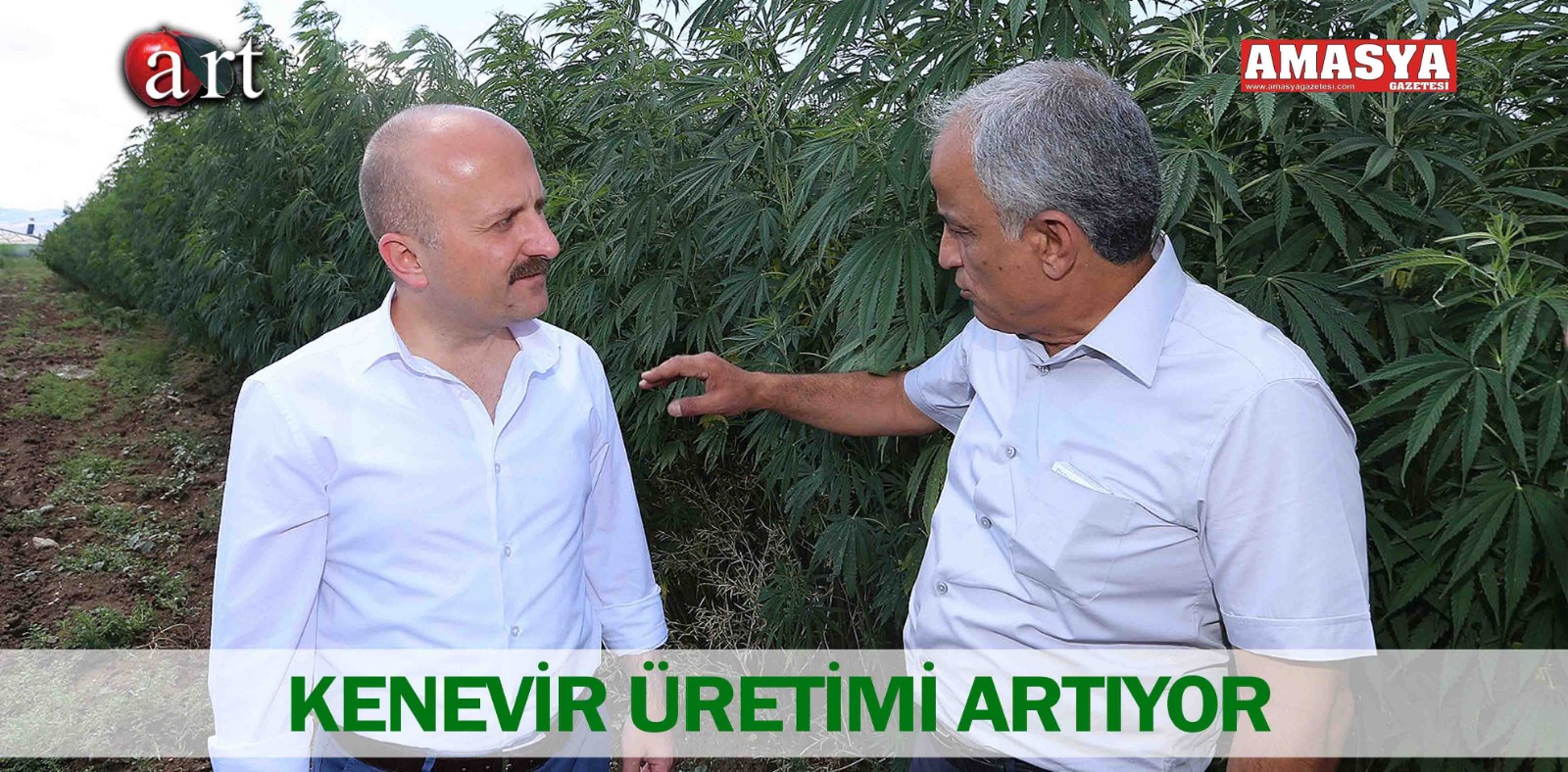 KENEVİR ÜRETİMİ ARTIYOR