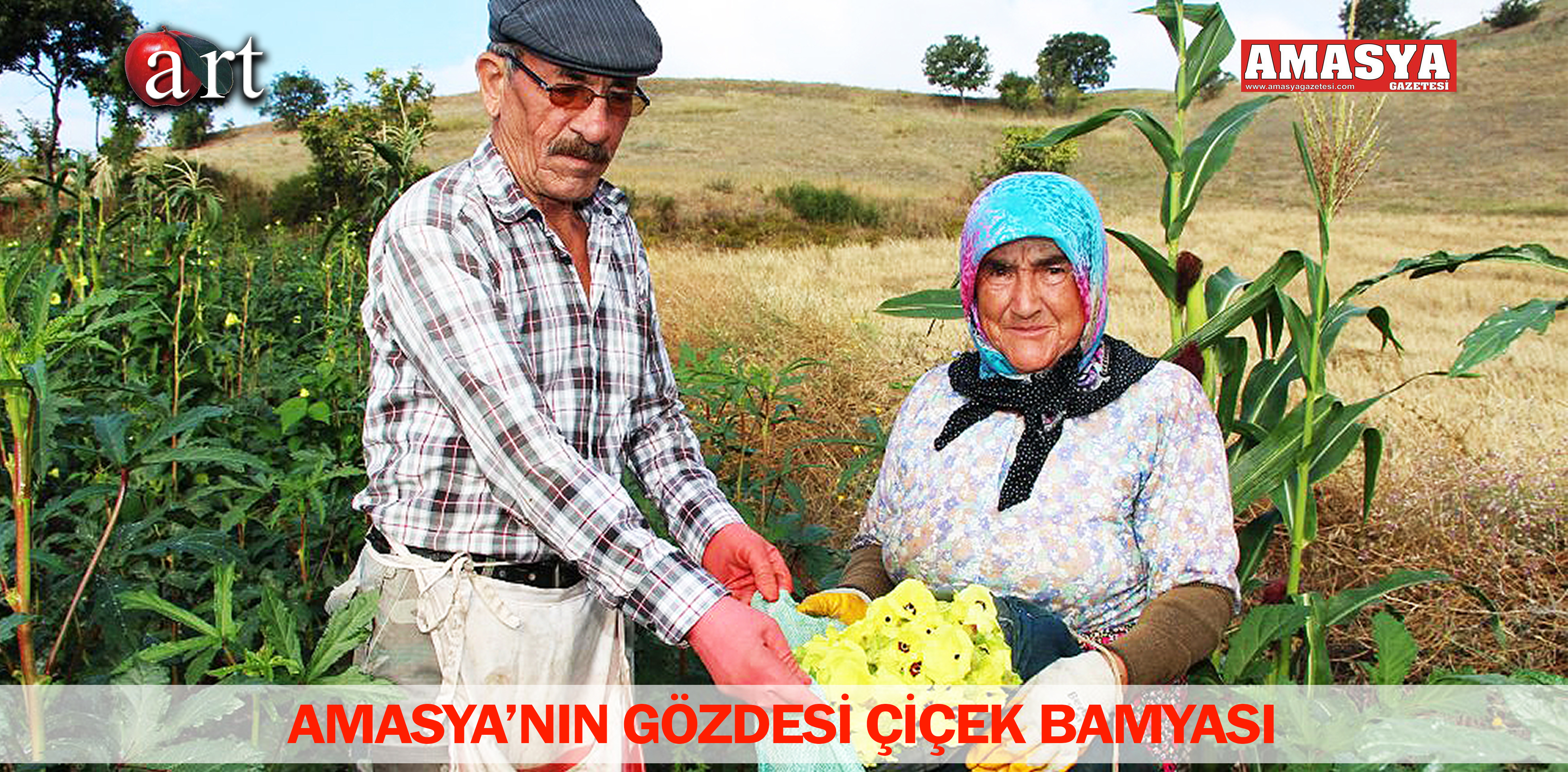 AMASYA’NIN GÖZDESİ ÇİÇEK BAMYASI