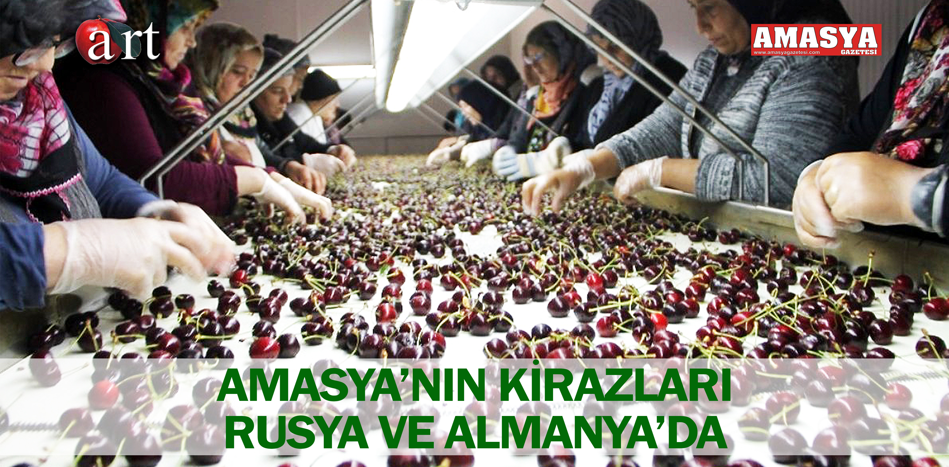 AMASYA’NIN KİRAZLARI RUSYA VE ALMANYA’DA