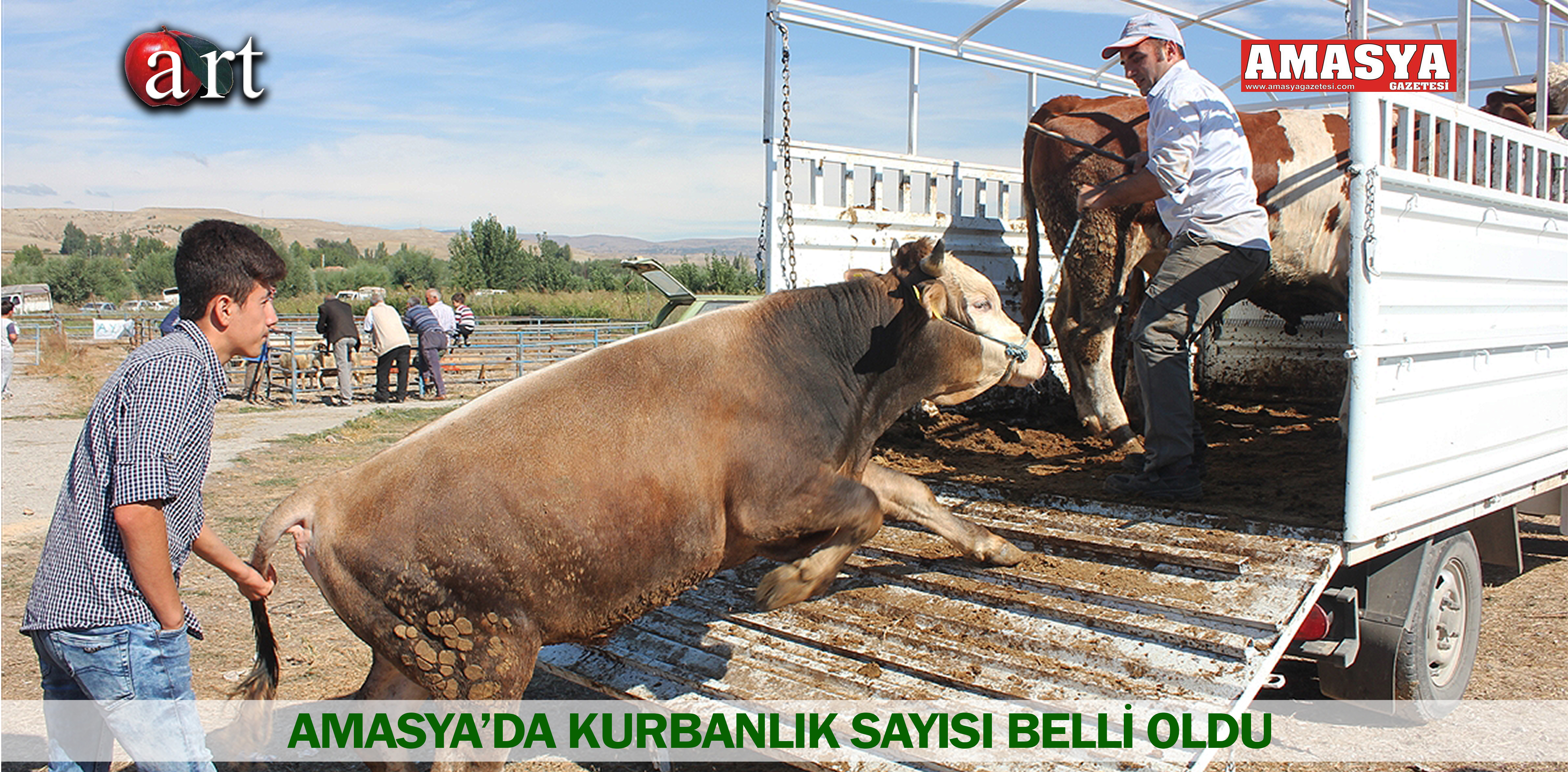 AMASYA’DA KURBANLIK SAYISI BELLİ OLDU