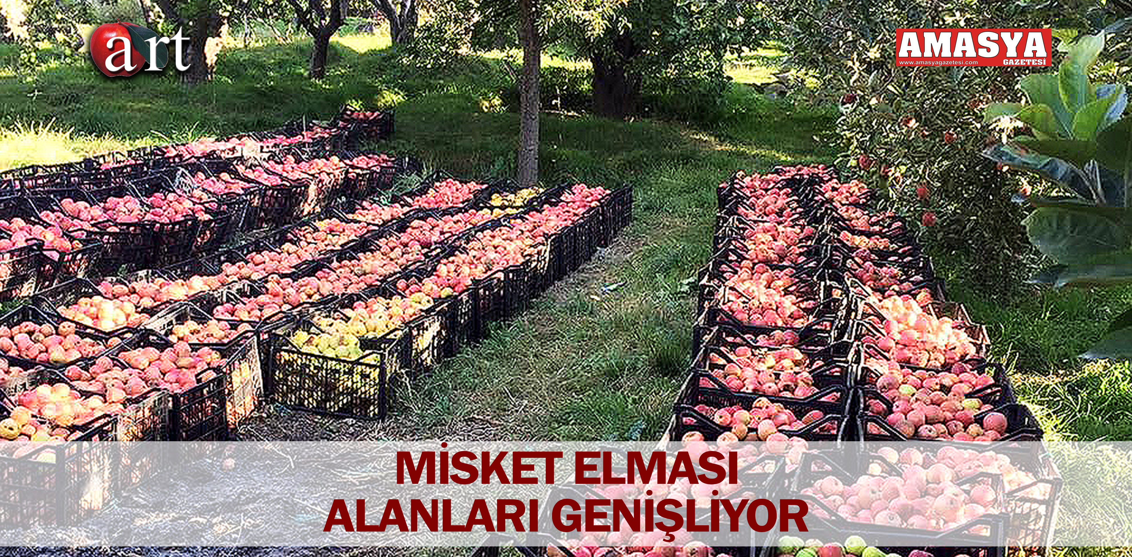 MİSKET ELMASI ALANLARI GENİŞLİYOR