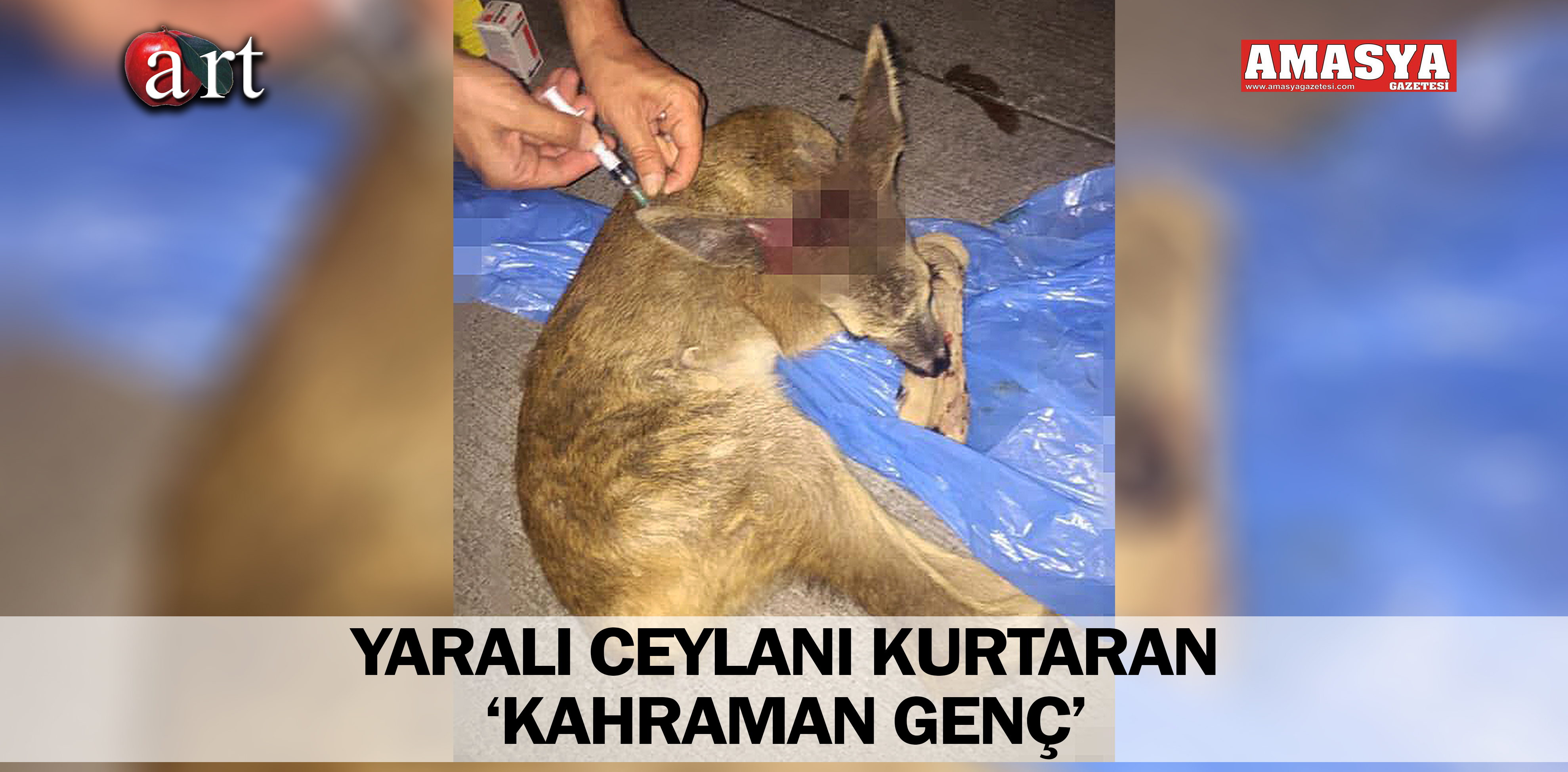 YARALI CEYLANI KURTARAN ‘KAHRAMAN GENÇ’