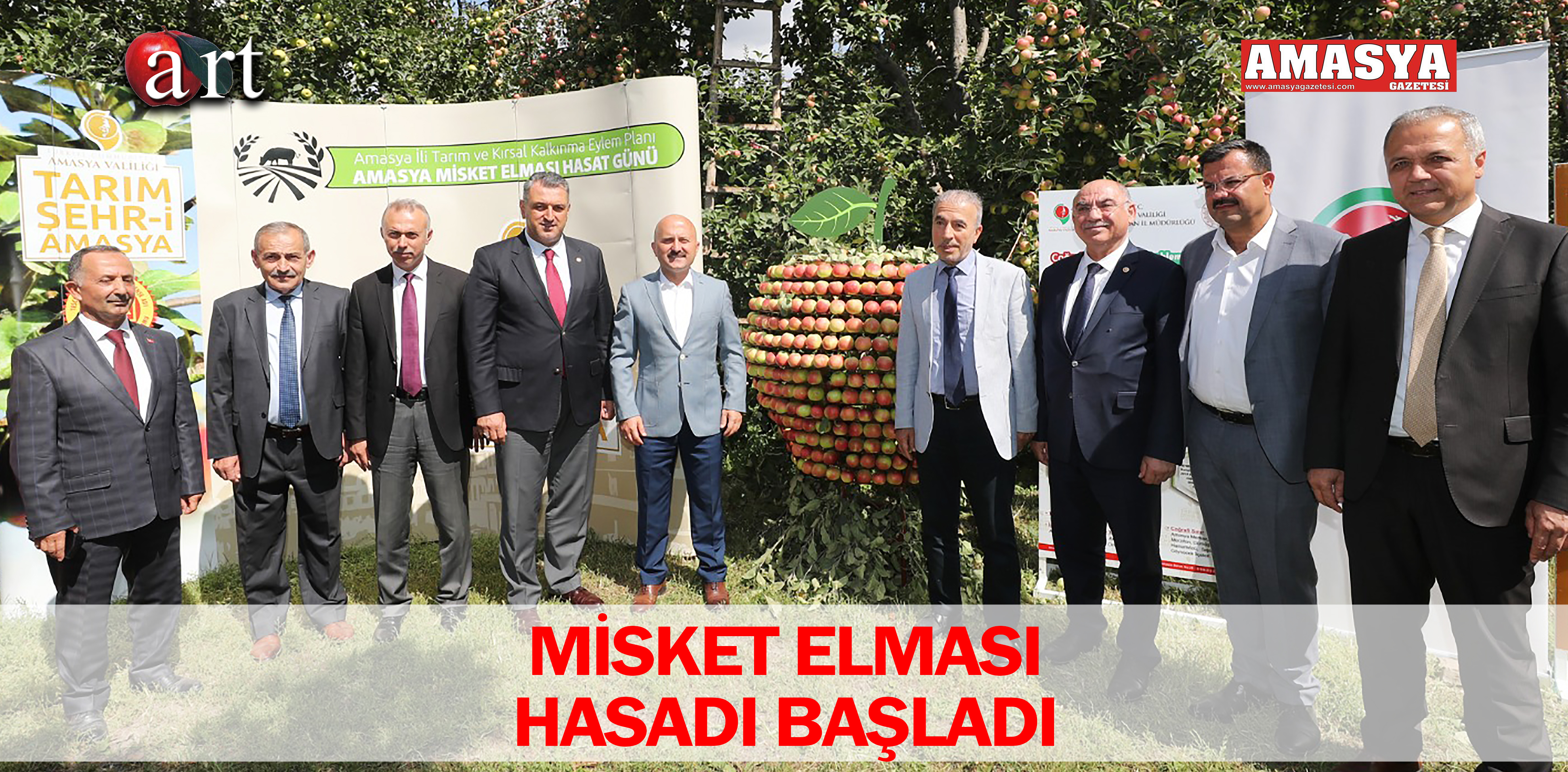 MİSKET ELMASI HASADI BAŞLADI