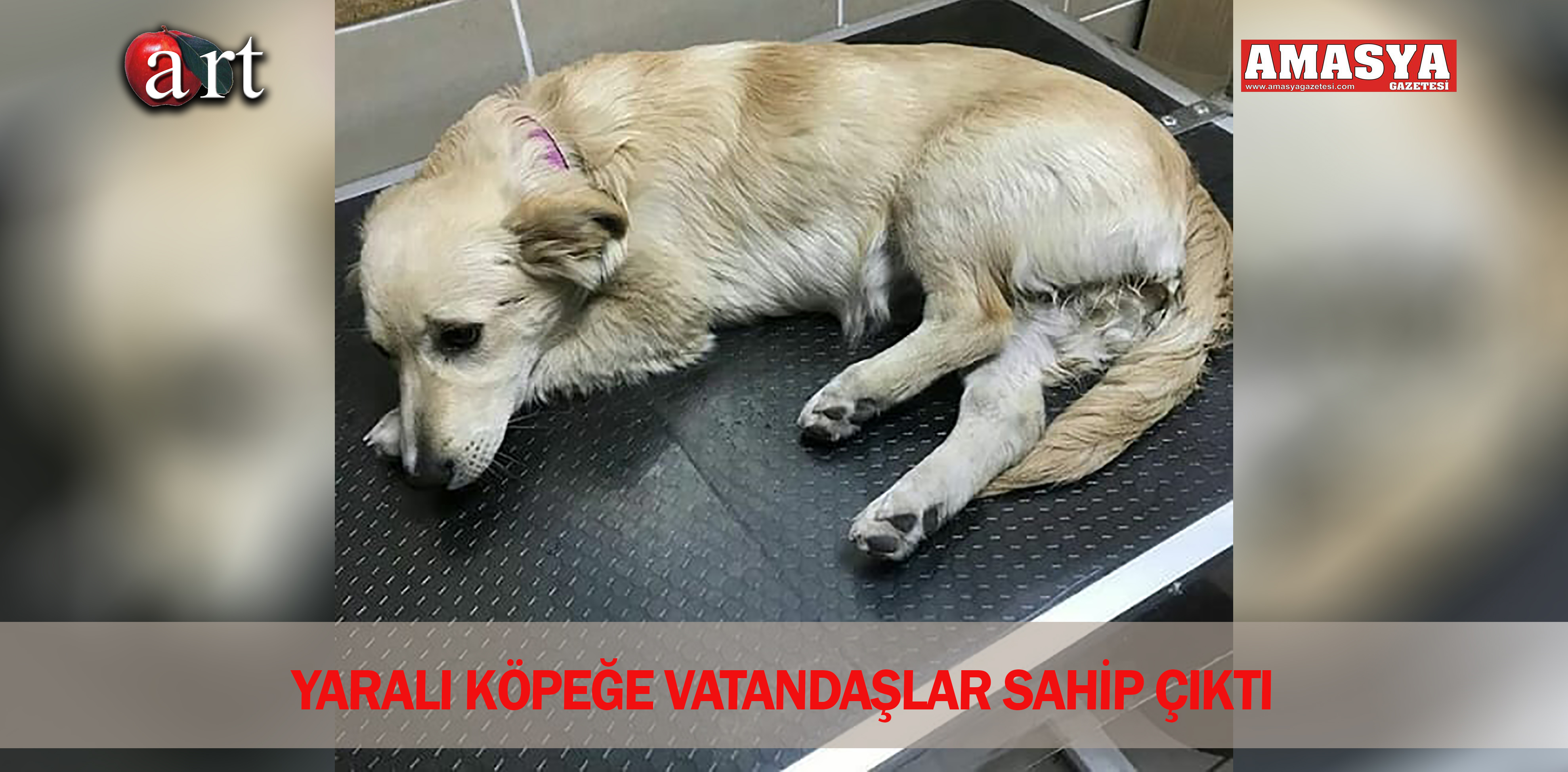 YARALI KÖPEĞE VATANDAŞLAR SAHİP ÇIKTI