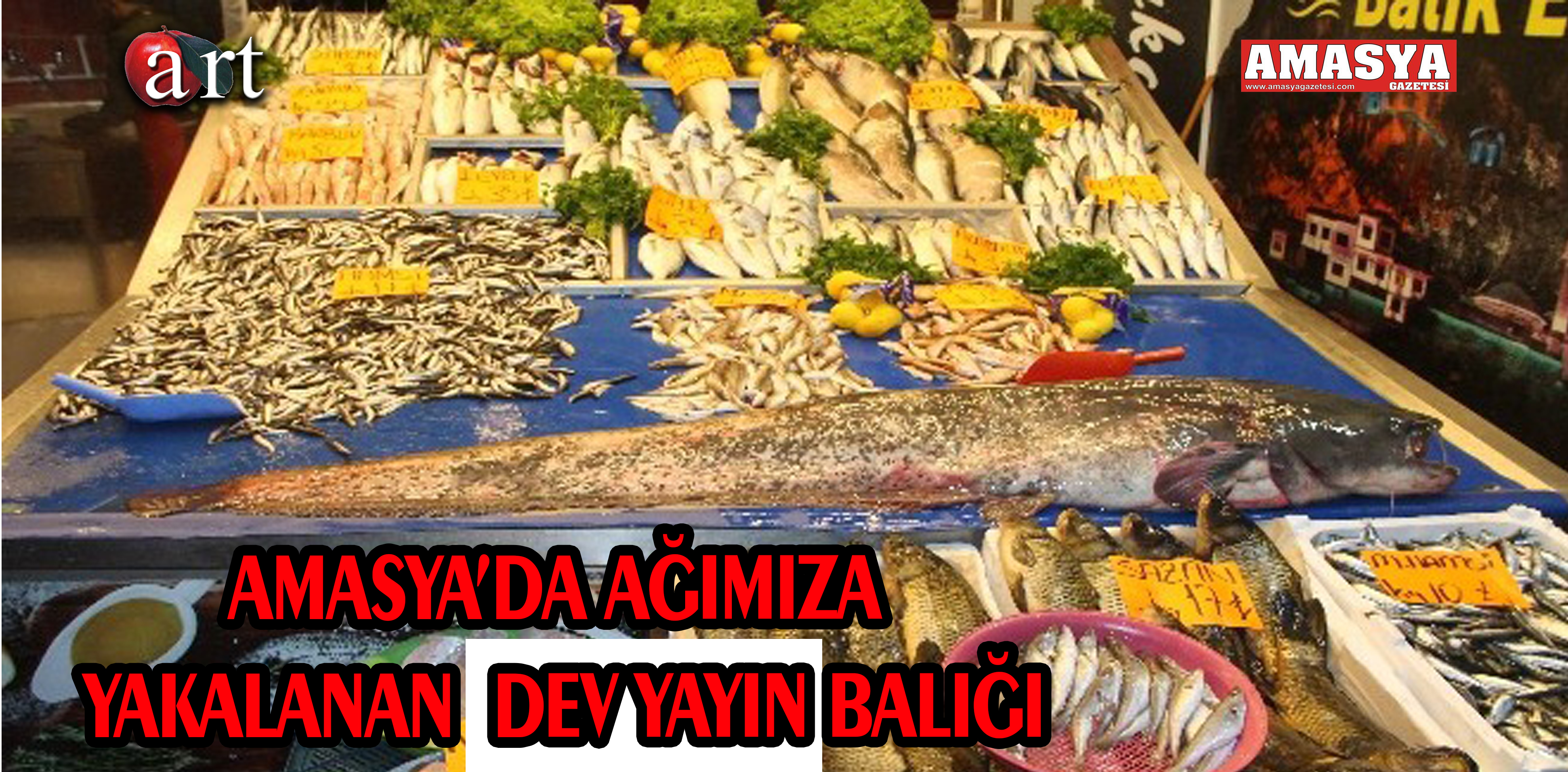 AMASYA’DA AĞIMIZA YAKALANAN  DEV YAYIN BALIĞI