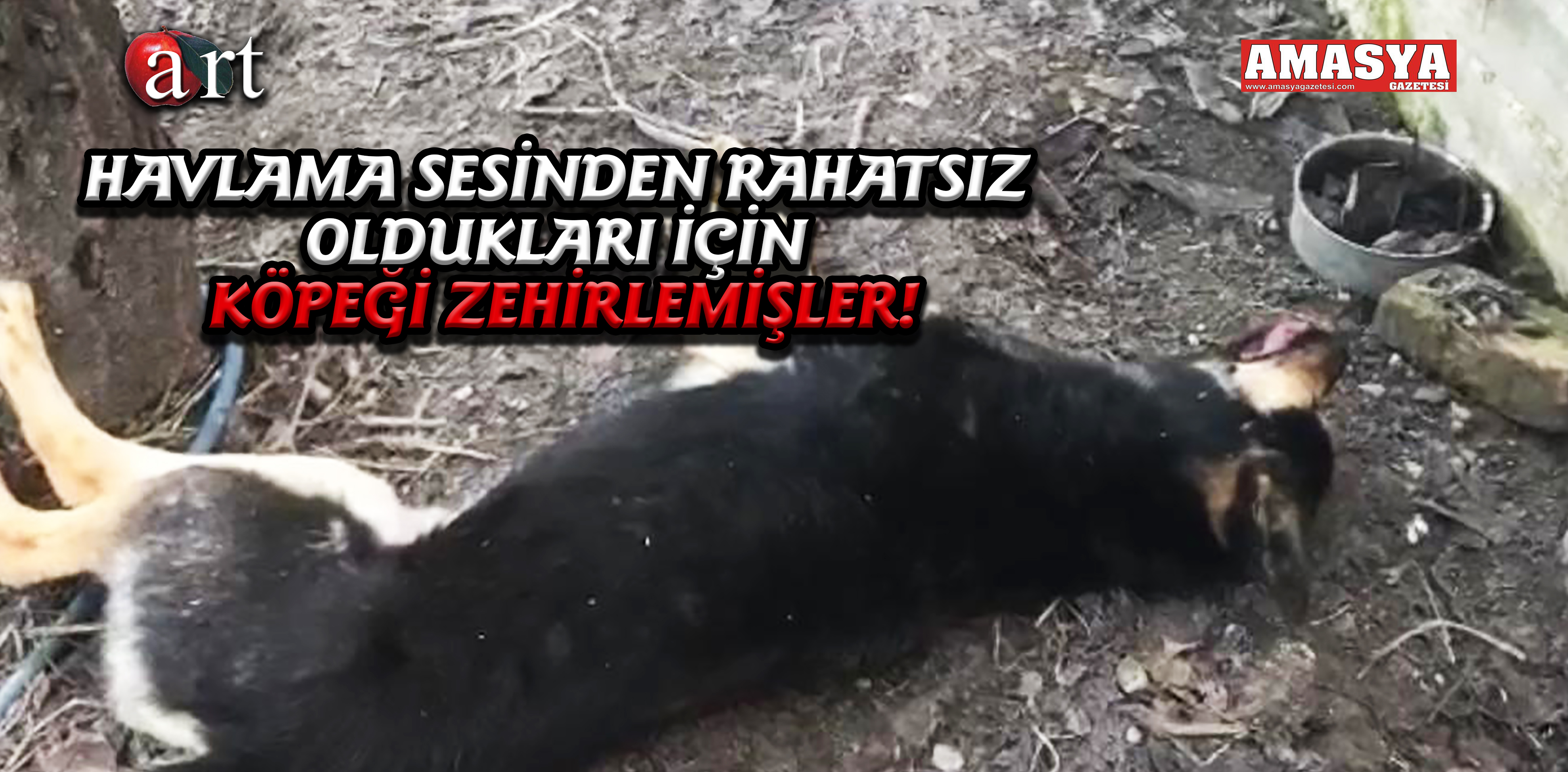 HAVLAMA SESİNDEN RAHATSIZ OLDUKLARI İÇİN KÖPEĞİ ZEHİRLEMİŞLER!