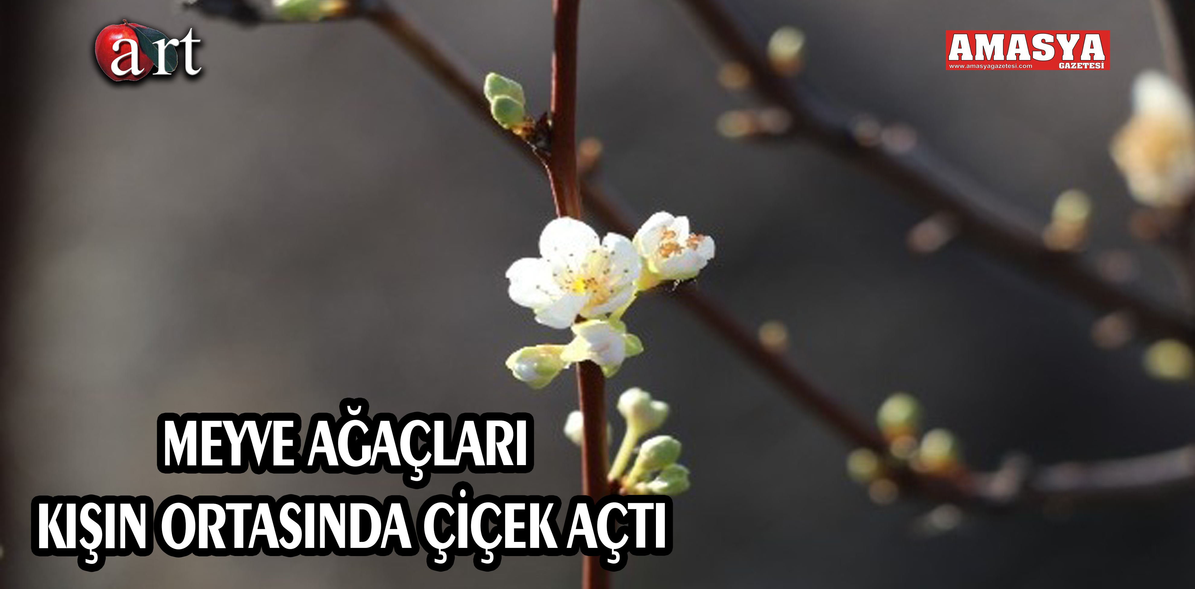 MEYVE AĞAÇLARI KIŞIN ORTASINDA ÇİÇEK AÇTI