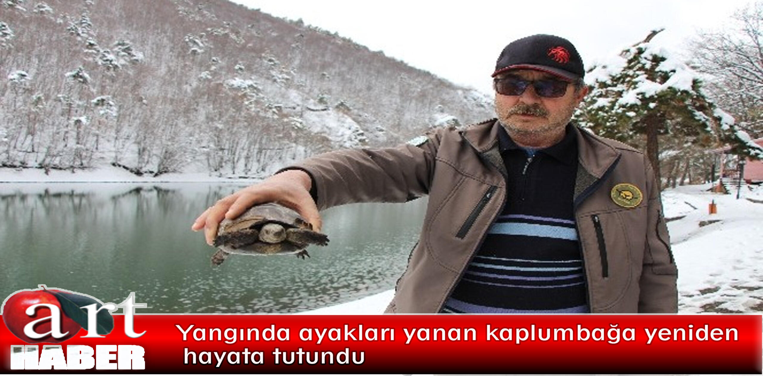 Yangında ayakları yanan kaplumbağa yeniden hayata tutundu