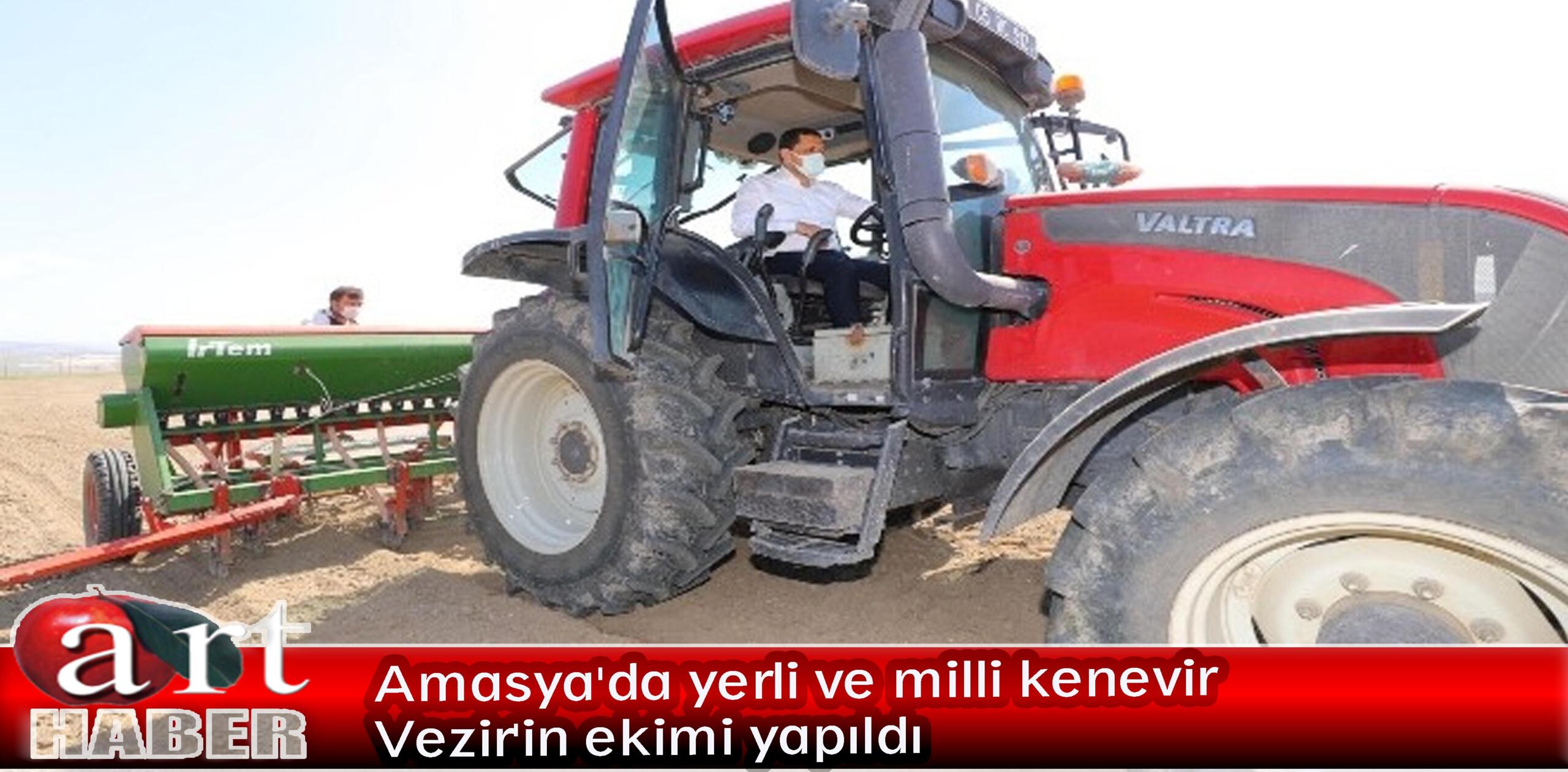 Amasya’da yerli ve milli kenevir ‘Vezir’in ekimi yapıldı