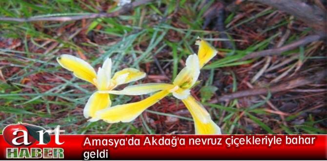 Amasya’da Akdağ’a nevruz çiçekleriyle bahar geldi