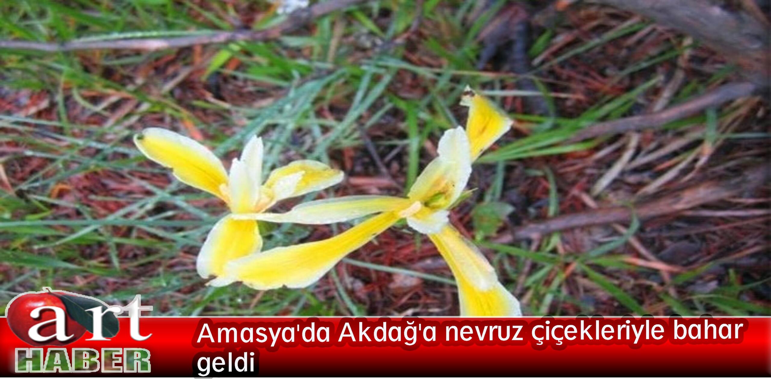 Amasya’da Akdağ’a nevruz çiçekleriyle bahar geldi