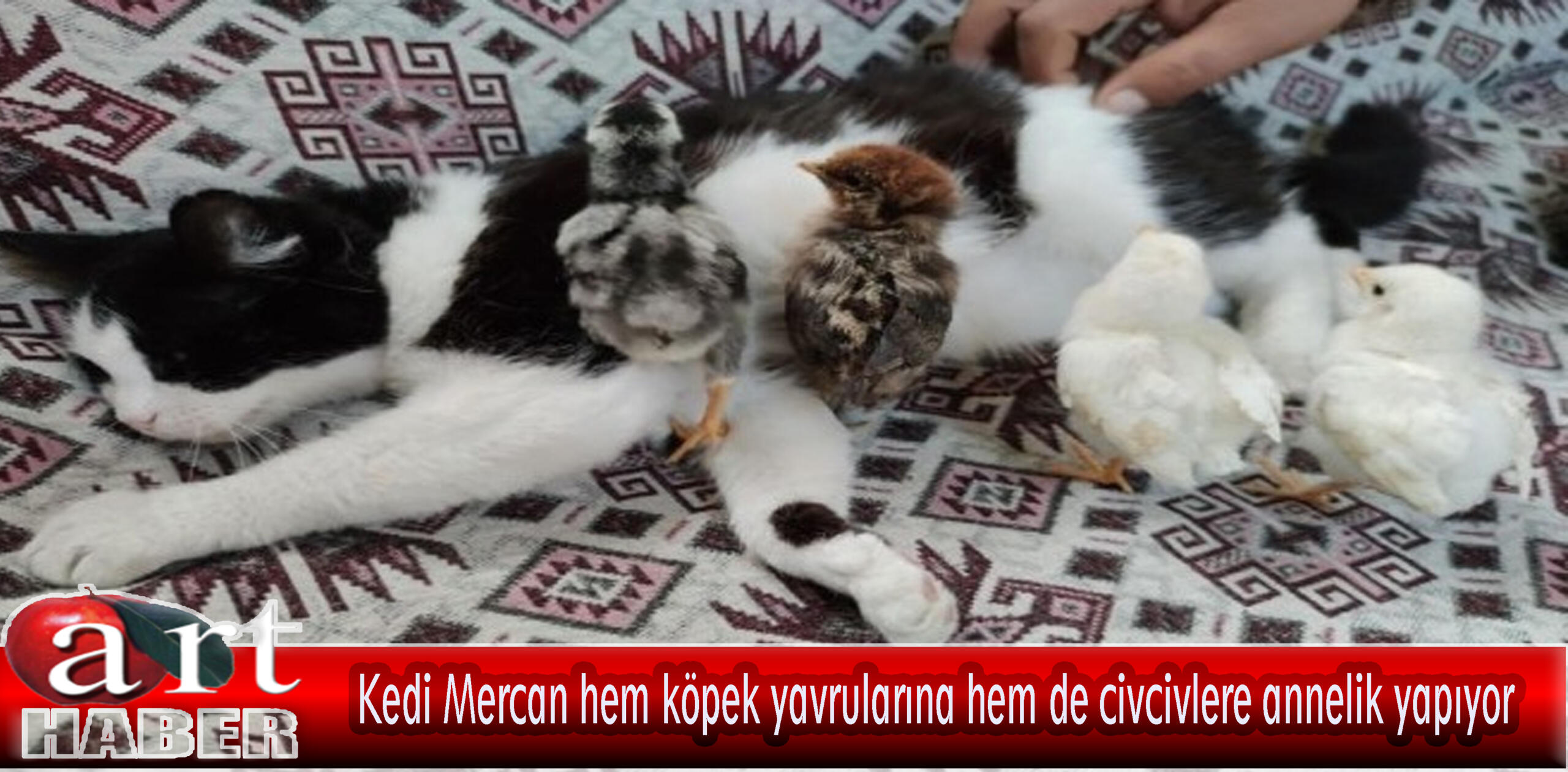 Kedi Mercan hem köpek yavrularına hem de civcivlere annelik yapıyor