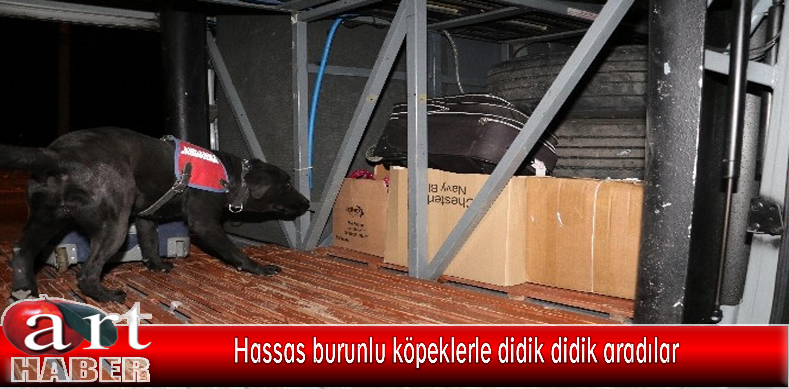 Hassas burunlu köpeklerle didik didik aradılar