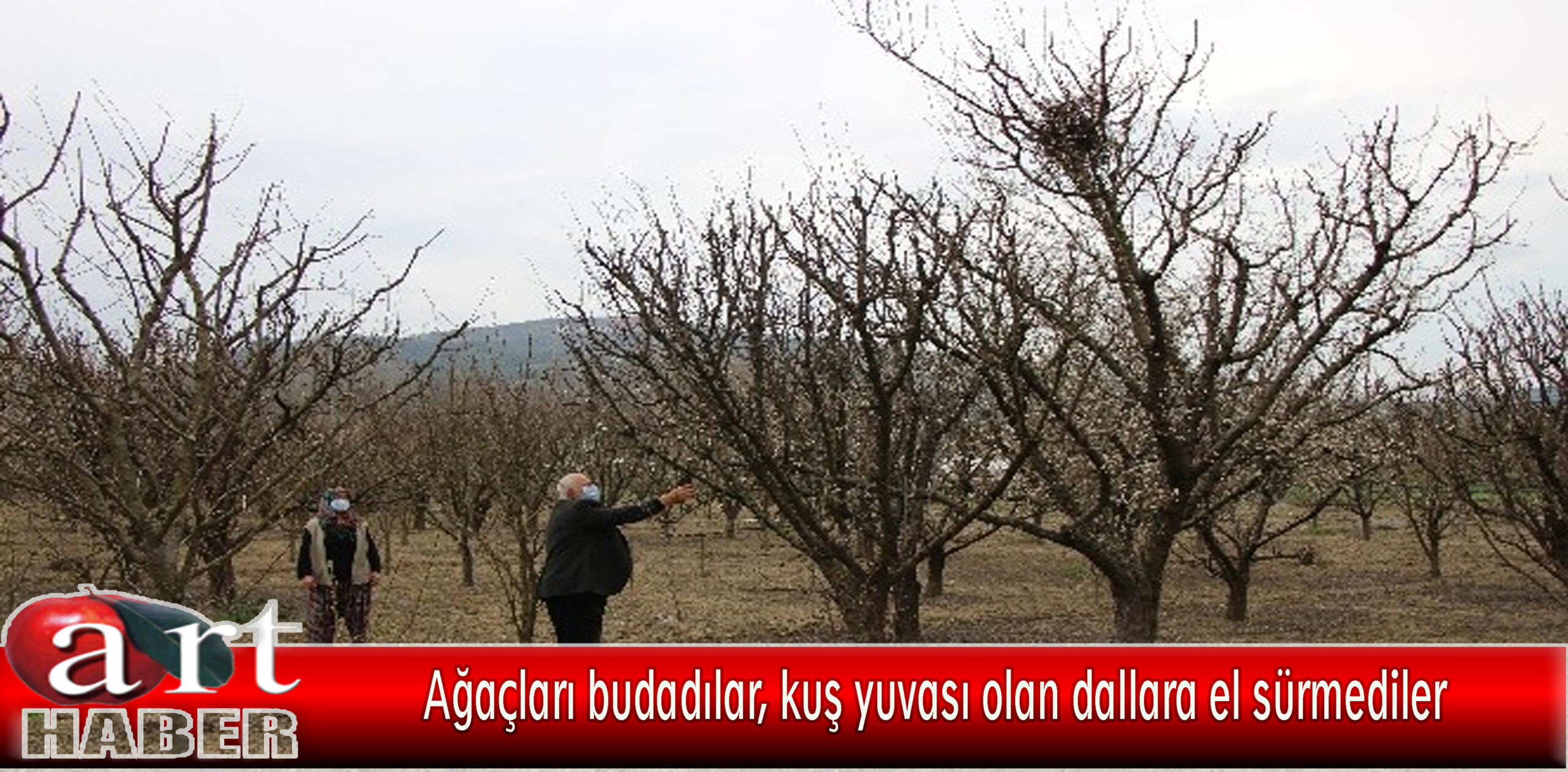 Ağaçları budadılar, kuş yuvası olan dallara el sürmediler