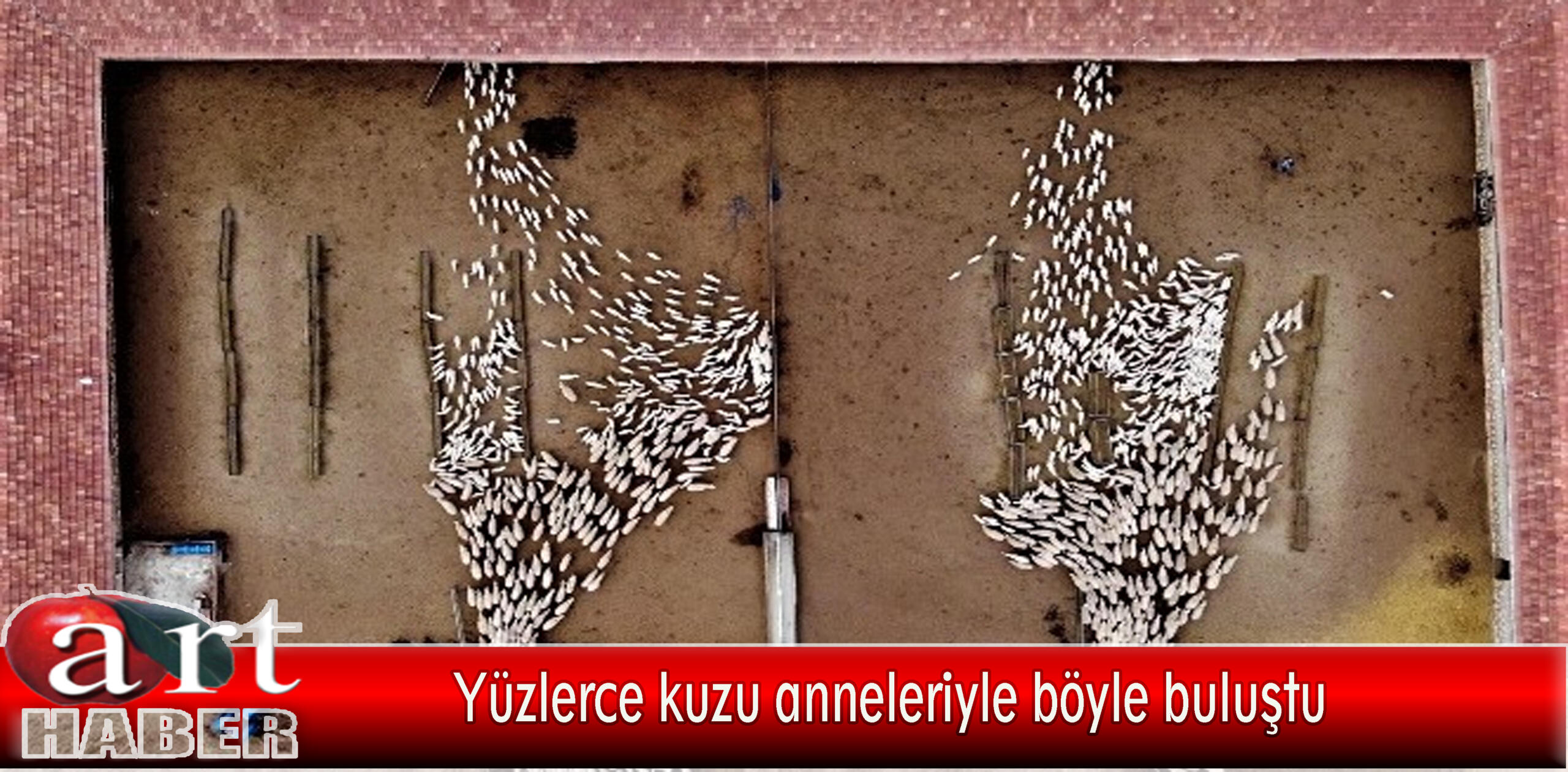 Yüzlerce kuzu anneleriyle böyle buluştu