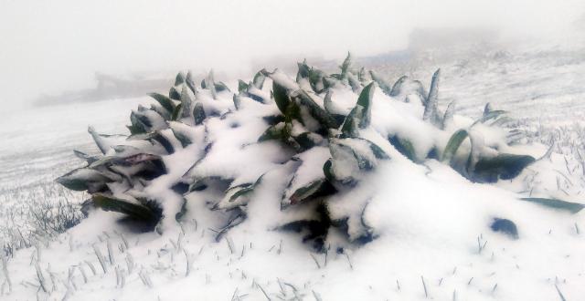 Amasya’nın yüksek kesimlerinde kış geri döndü