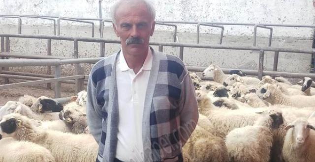 300 koyununun 68’inde brusella hastalığı