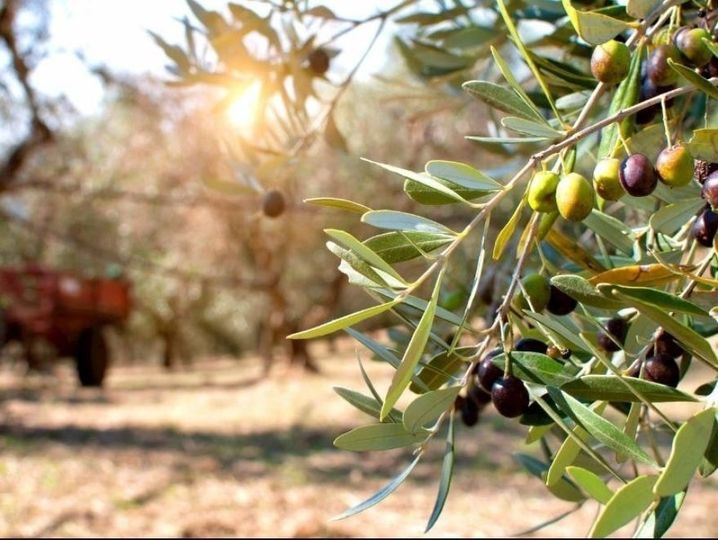 Amasya Ormanlarında Zeytin Yetişecek